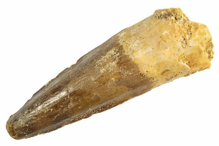 Fossil Spinosaurus Tooth - Real Dinosaur Tooth #344360